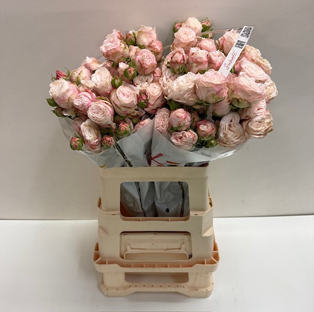 Rosa tros bombastic SB.jpg